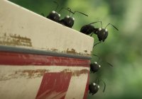 obrázek k akci Mrňouskové: Údolí ztracených mravenců