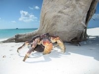 obrázek k akci Aldabra: Byl jednou jeden ostrov