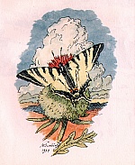 obrázek k akci Křídla motýlí