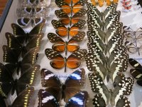 obrázek k akci Entomologický výměnný den a výstava