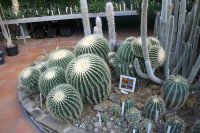 obrázek k akci Výstava kaktusů a jiných sukulentů