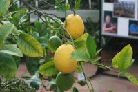 obrázek k akci Výstava citrusů a dalších užitkových rostlin