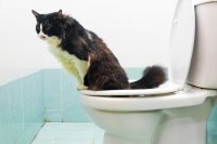 obrázek k akci Katze in der Toilette 2018