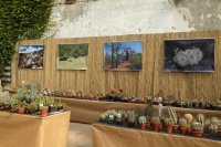 obrázek k akci Výstava kaktusů ve skleníku zámku Libochovice