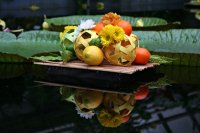 obrázek k akci Výstava citrusů a jiných subtropických a tropických užitkových rostlin