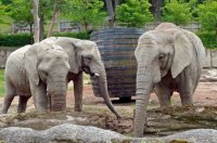 obrázek k akci 20. narozeniny slonice Ulu v zoo Lešné